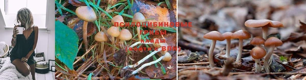a pvp Алексин